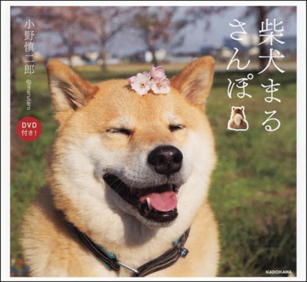 柴犬まるさんぽ DVD付き