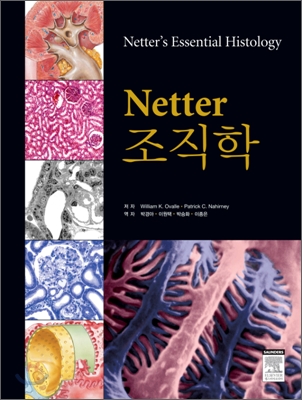 [중고-중] Netter 조직학