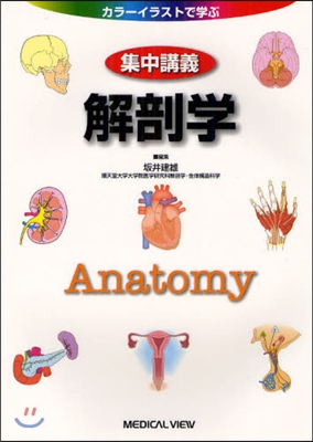 カラ-イラストで學ぶ 集中講義 解剖學
