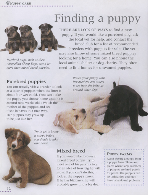 How to Look After Your Pet : Puppy Care