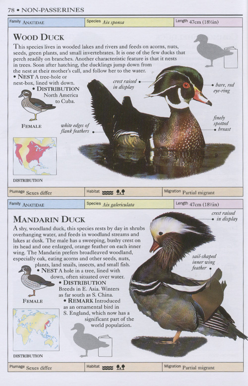 DK Handbooks : Birds of the World