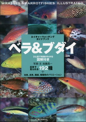 ベラ&amp;ブダイ 日本で見られる192種+幼