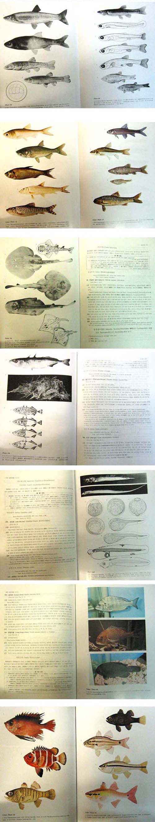 새책.한국어도보 韓國魚圖譜 - 어 도보 -