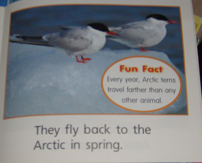 Polar Animals All Year Long (Time to Discover Scholastic Readers)