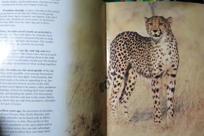 [중고샵] Zoobooks Cheetahs - 예스24