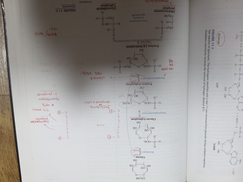 Biochemistry