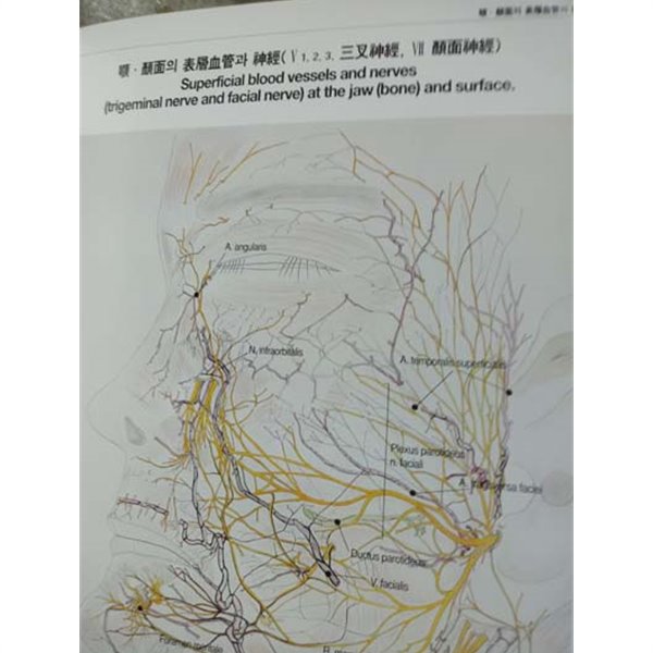 안면의 형태학 Atlas-얼굴안며 치아 형태의 컬러도록-영문으로 해설해놓은책-일어도 더러 섞여있음