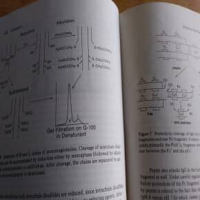 MOLECULAR IMMUNOLOGY 1984년발행