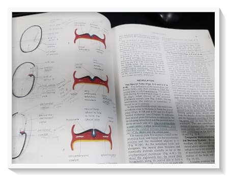 The Developing Human : Clinically Oriented Embryology (3th Edition) 