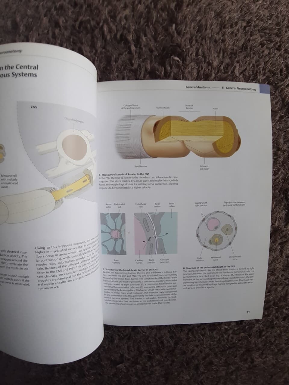 General Anatomy and Musculoskeletal System