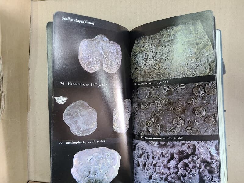 National Audubon Society Field Guide to Rocks and Minerals +  Fossils  / North America (National Audubon Society Field Guides)   Paperback (암석,광물/ 화석)2권 세트