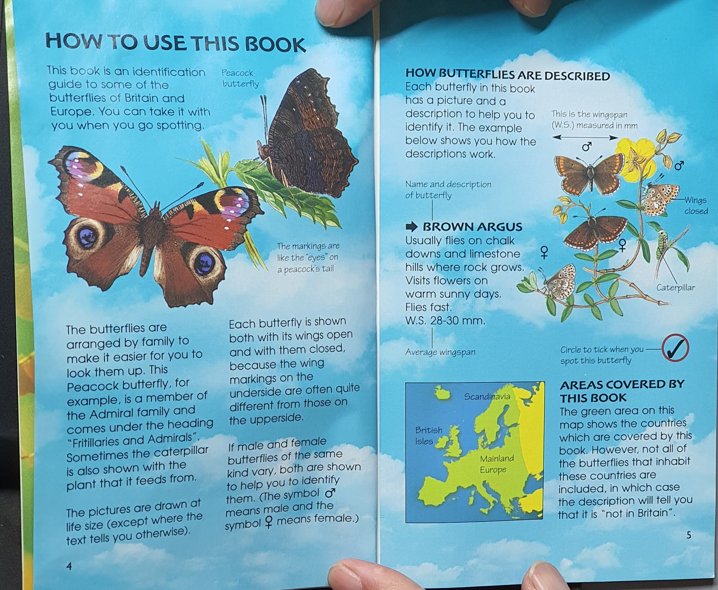 Butterflies (Usborne Spotter's Guides) Paperback ? January 1, 2000