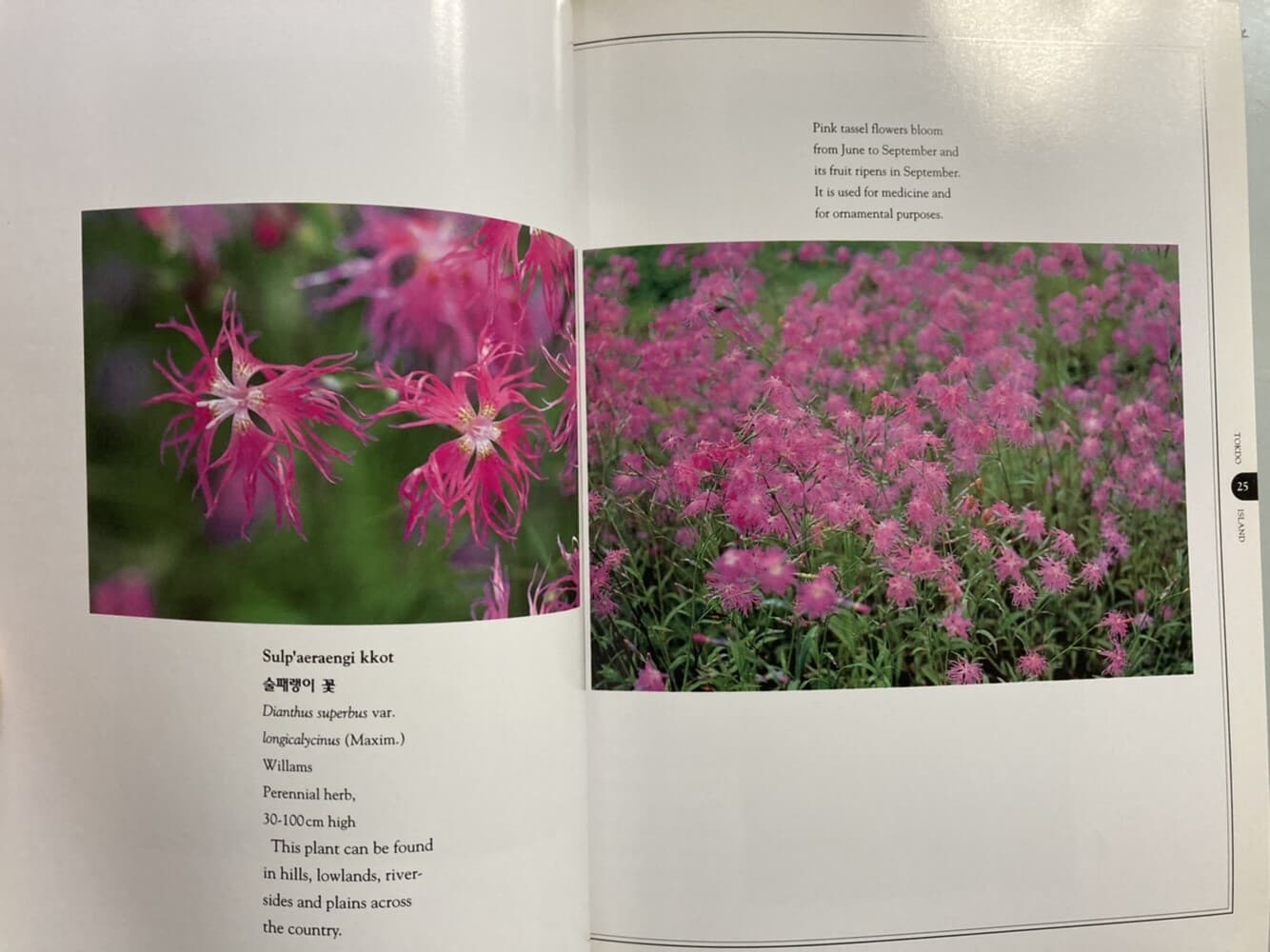 Wild Flowers of Tokdo Island, Korea (독도의 야생화)