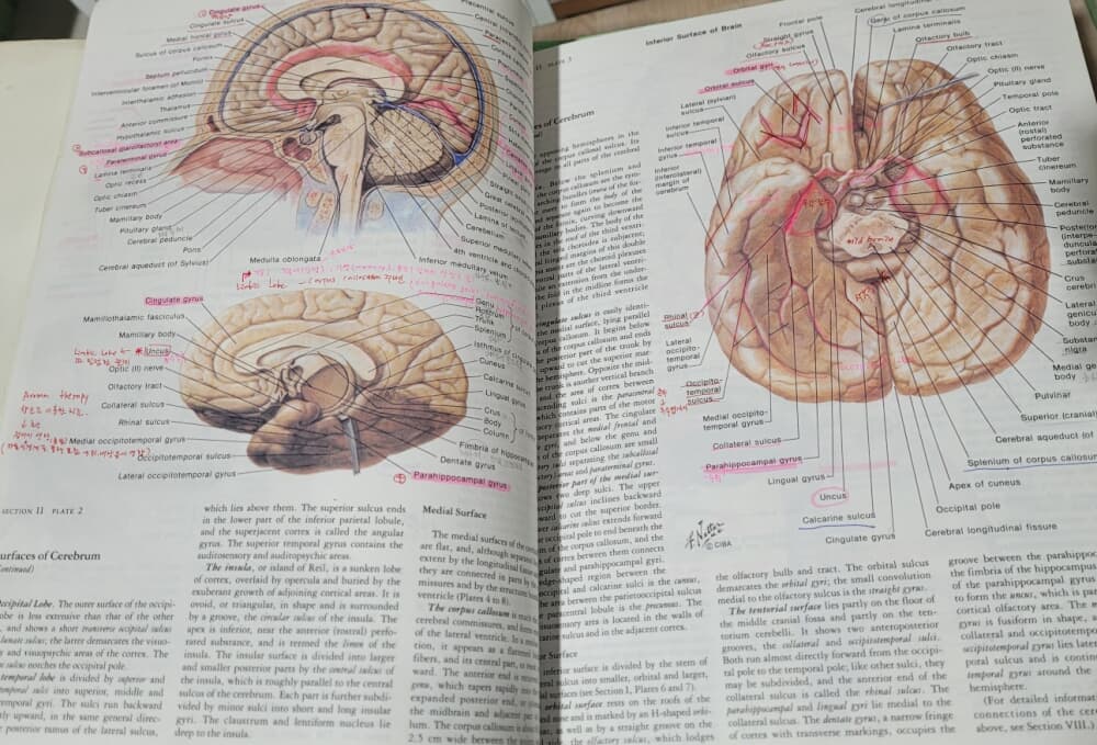 The Ciba Collection of Medical Illustrations (전13권) 