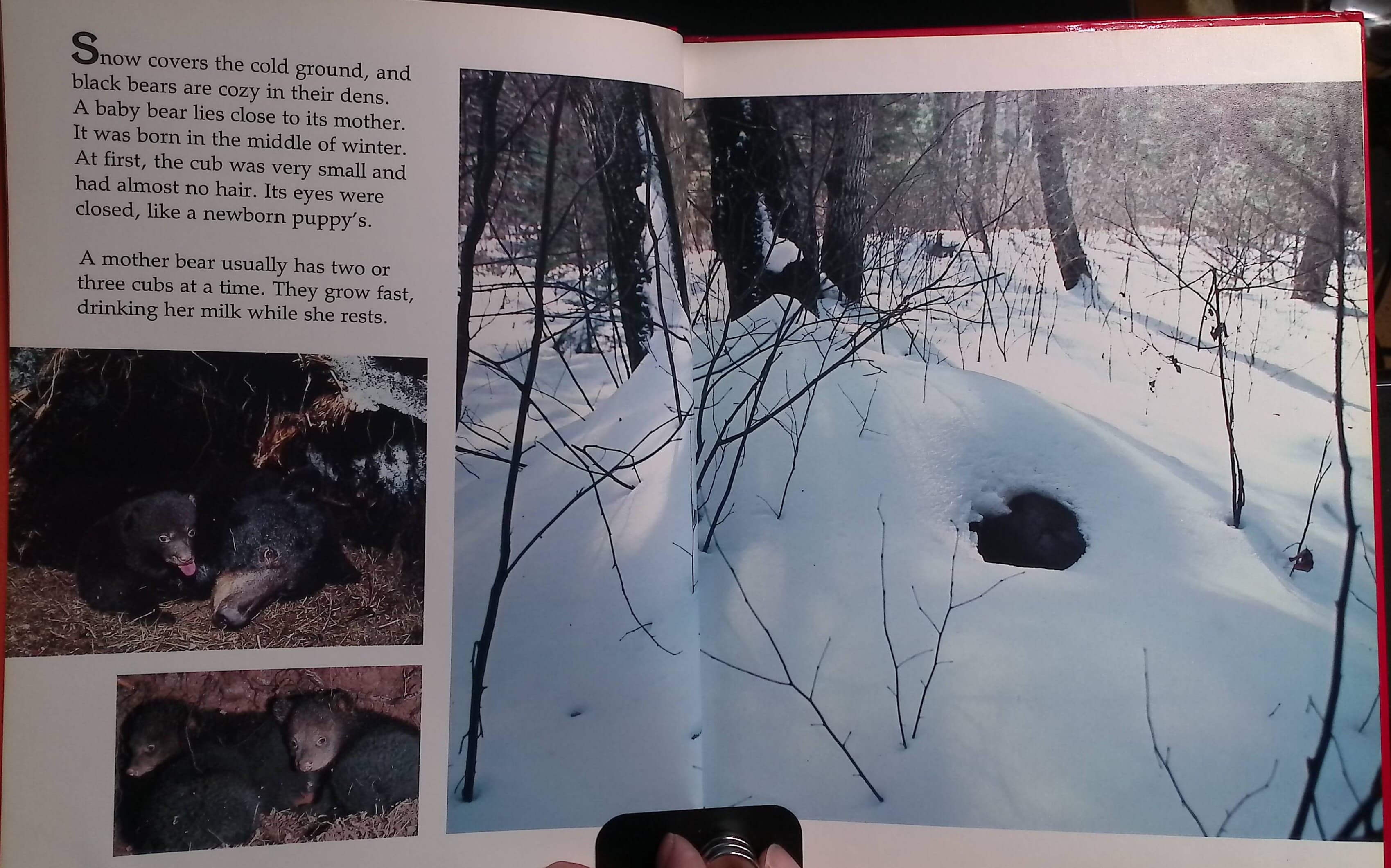 Baby Bears and How They Grow Hardcover