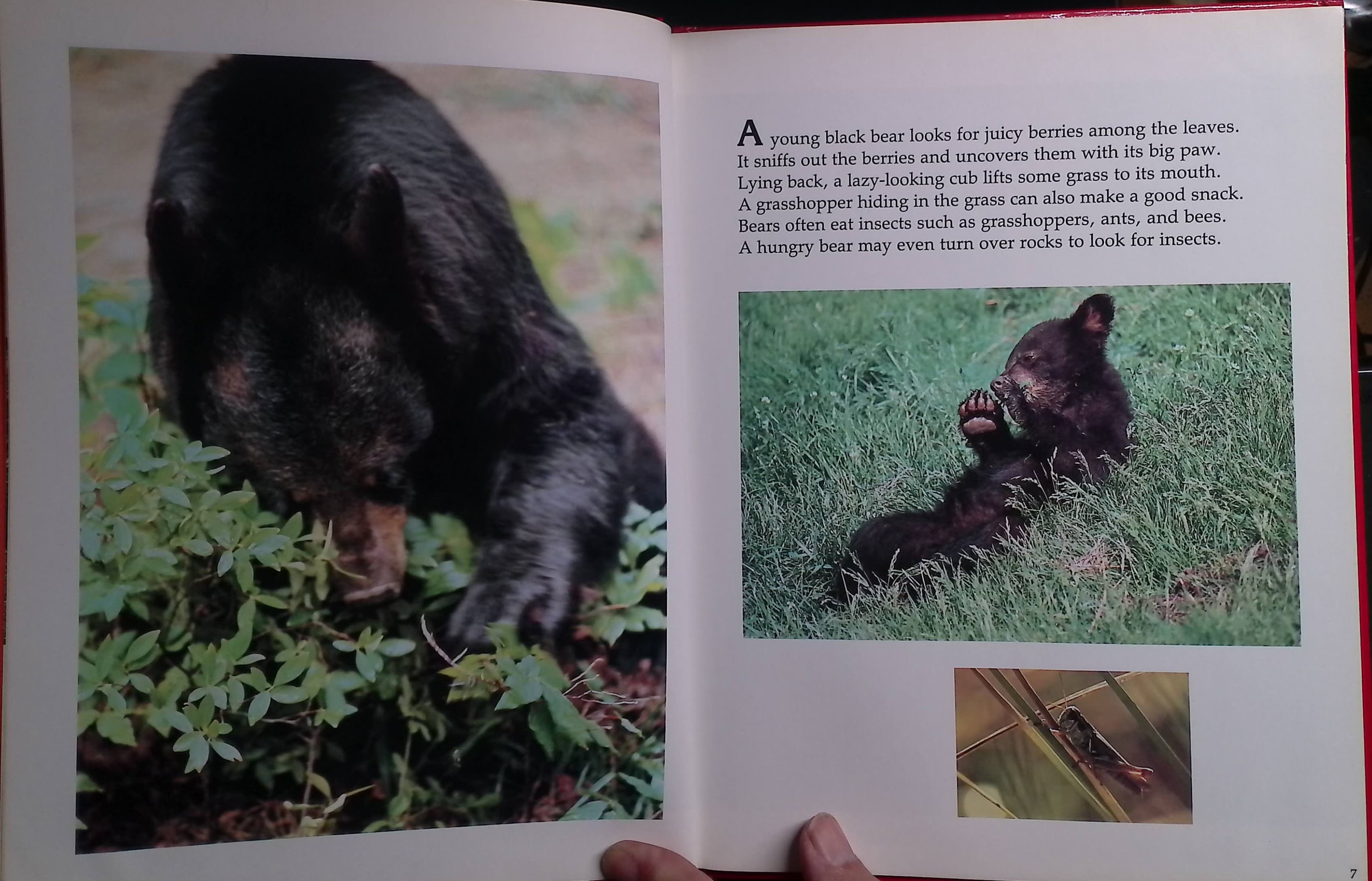 Baby Bears and How They Grow Hardcover