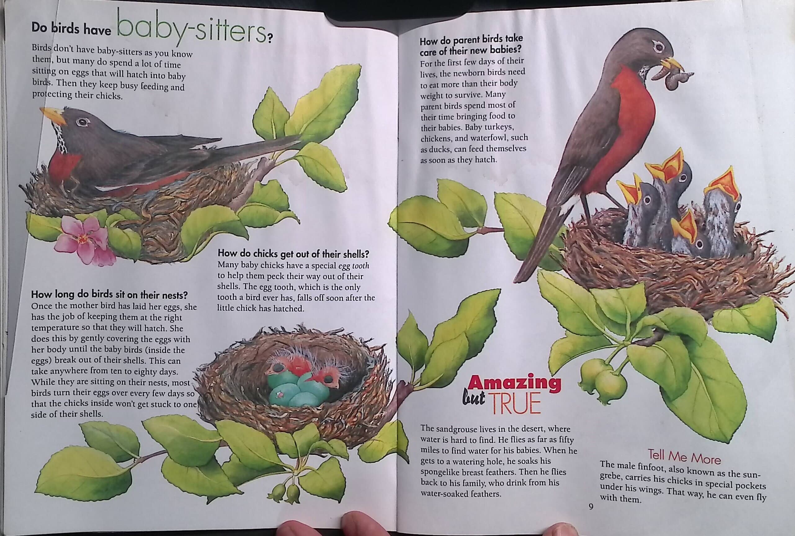[중고] I Wonder How Parrots Can Talk and Other Neat Facts About Birds (paperback)