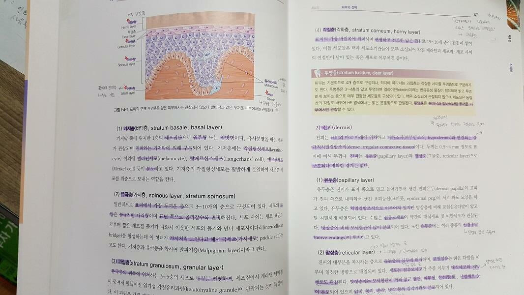 구강조직학 /(고문사/많이 사용함)