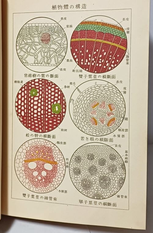 신제 식물학수(植物學粹) (全) -BOTANY FOR MIDDLE COURSE-답안식- 柳川福一 著- 동경 경문당(일본판) -1936년판-130/190/20, 355쪽,하드커버-고서,희귀본-