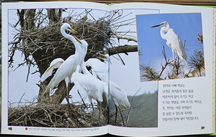 교과서와 함께하는 365 피시스 자연관찰 전60권