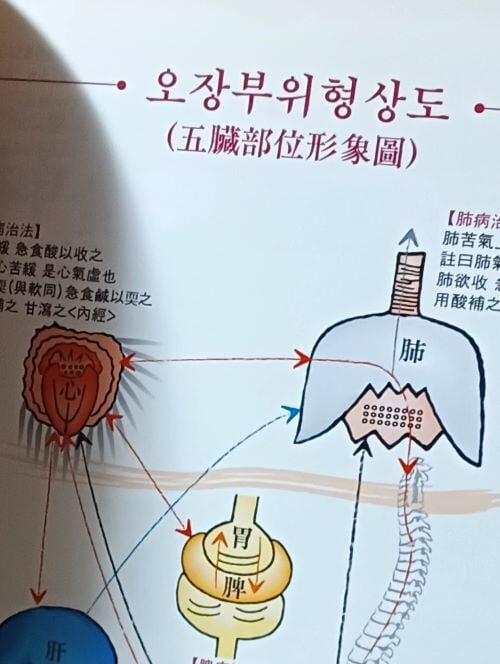 신침선약(神針仙藥) 이론편 -동의보감의 육장육부를 통한 사암오행침 응용-절판된 귀한책-최상급-