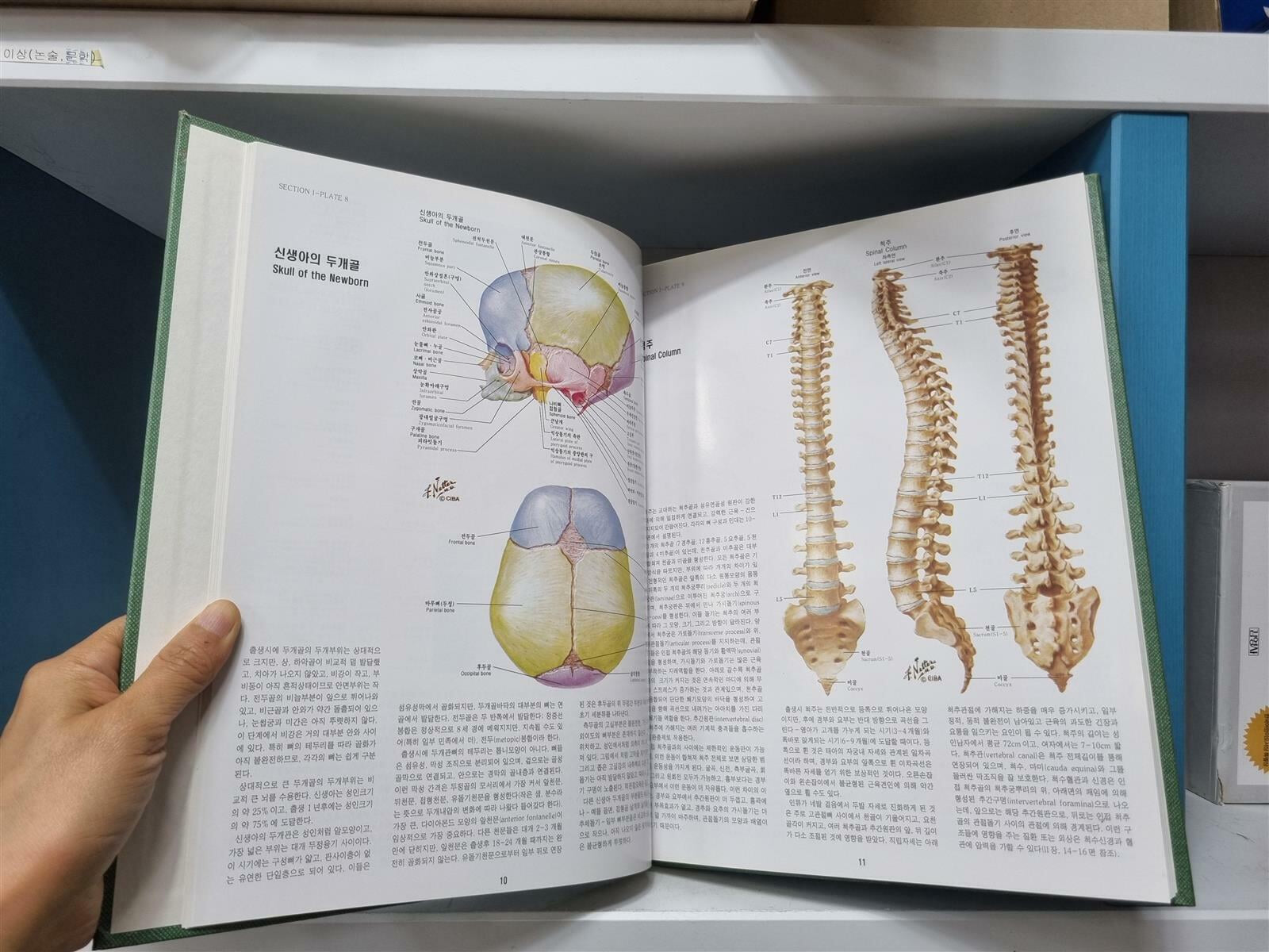 [중고] [의학] 시바콜렉션(ciba collection of medical illustrations)CIBA 원색도해총서 13권 전권 세트 -- 상세사진 올림 상급