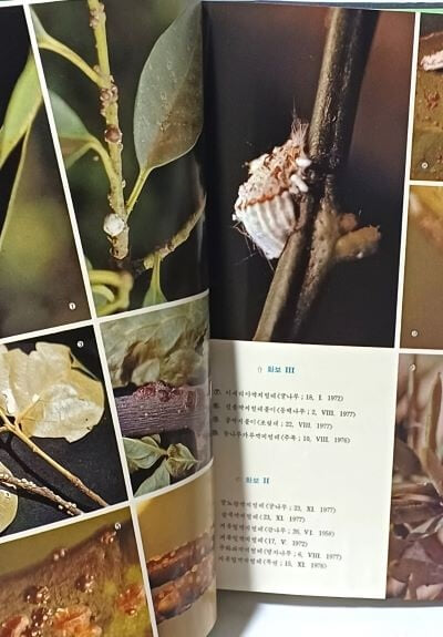 한국동식물도감 제22권 동물편(곤충류 6) -절판된 귀한 도감-