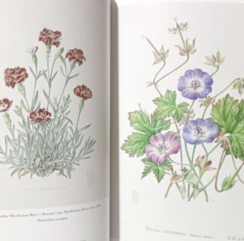 RHS  BOTANICAL ILLUSTRATION(영국 왕립원예협회(RHS) 식물 일러스트레이션 : 금메달 수상작-절판된 귀한책-